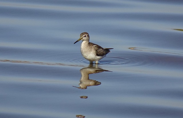Ciovlica negricioasă: o pasăre rară și enigmatică a stepelor românești