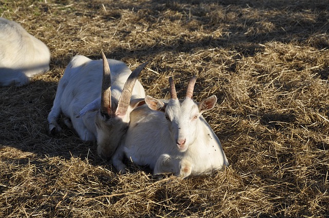 Capra Nobilă Germană Albă – o rasă rară, dar valoroasă pentru zootehnie