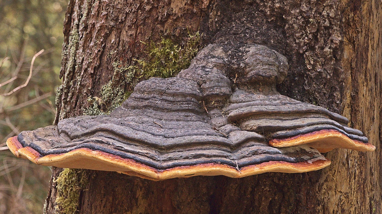 Ciupercile Mesima (Phellinus linteus)
