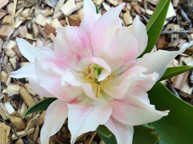 Tulipa Angelique – de ce este atât de apreciată